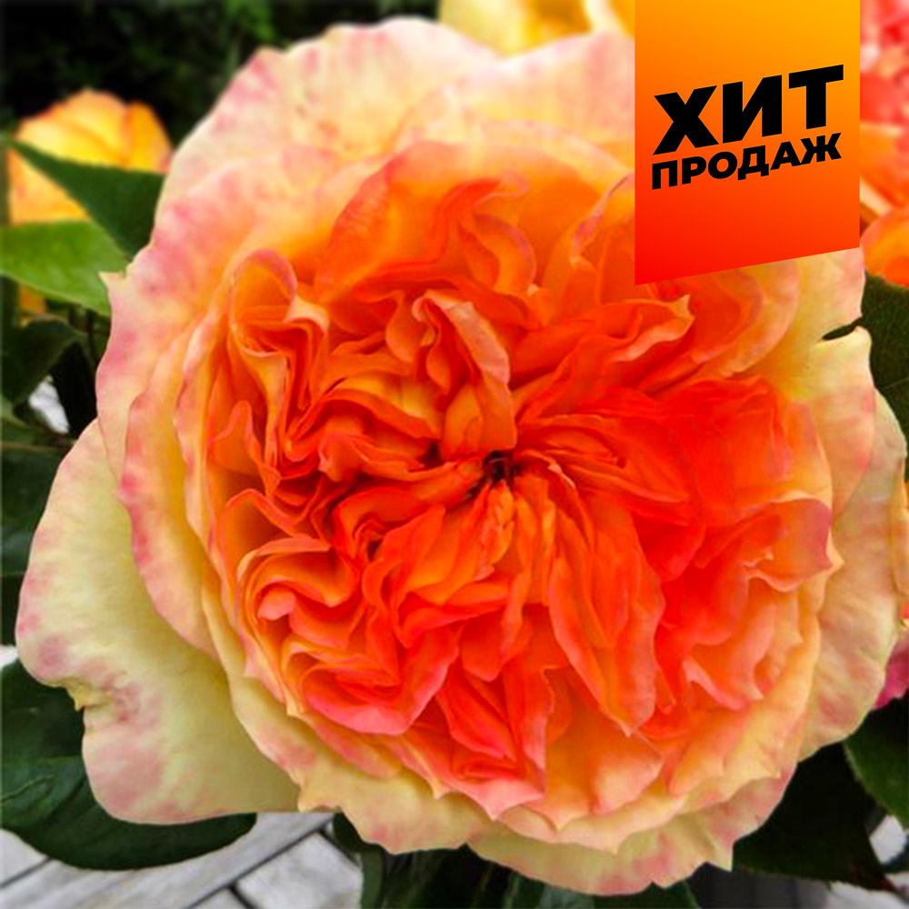 Роза Анри Дельбар