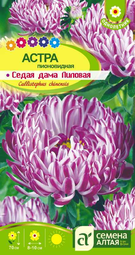 Седая дама лиловая цп