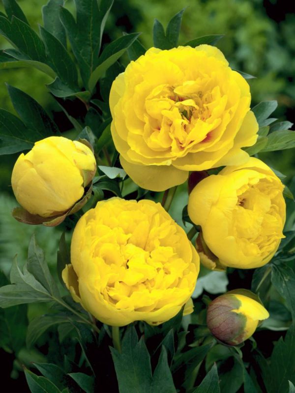 Pion_Yellow-Crown