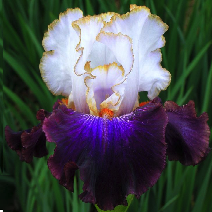 iris_amerikan_patriot