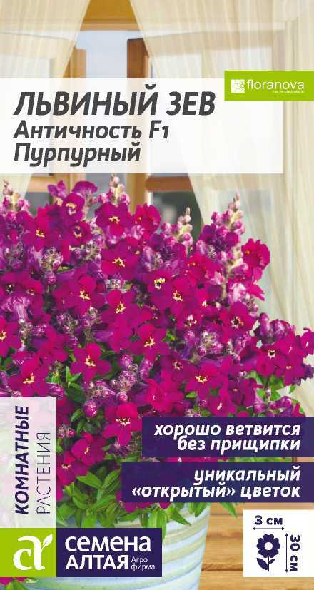 Львинный зев античность пурпурный