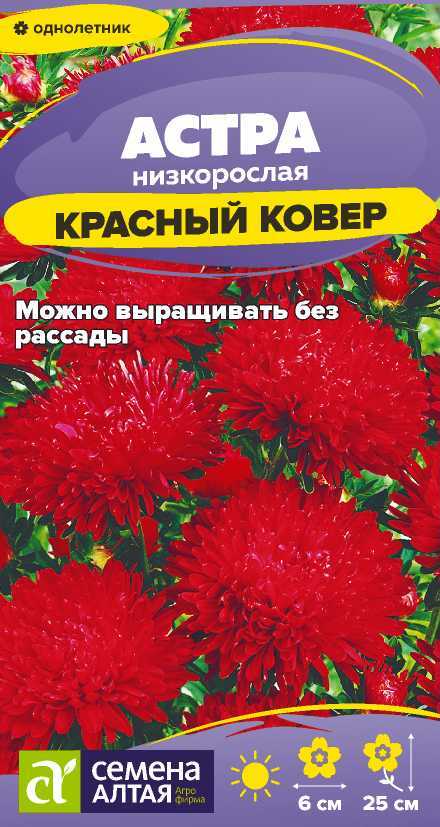 Астра красный ковер