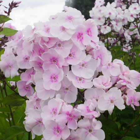 Phlox-‘Monica-Lynden-Bell‘-7