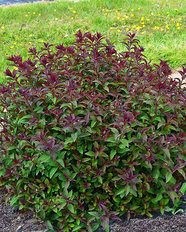 Spiraea japonica Merlo Green.