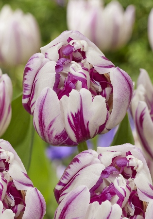 Tulipa Mystic Flame