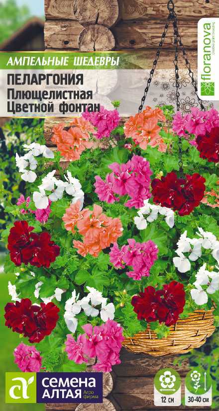 Пеларгония Цветной фонтан цп