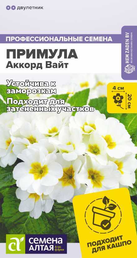Примула Аккорд Вайт