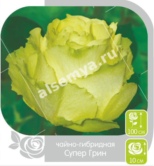 Супер грин