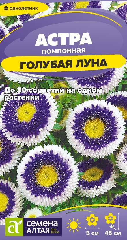 Астра голубая луна