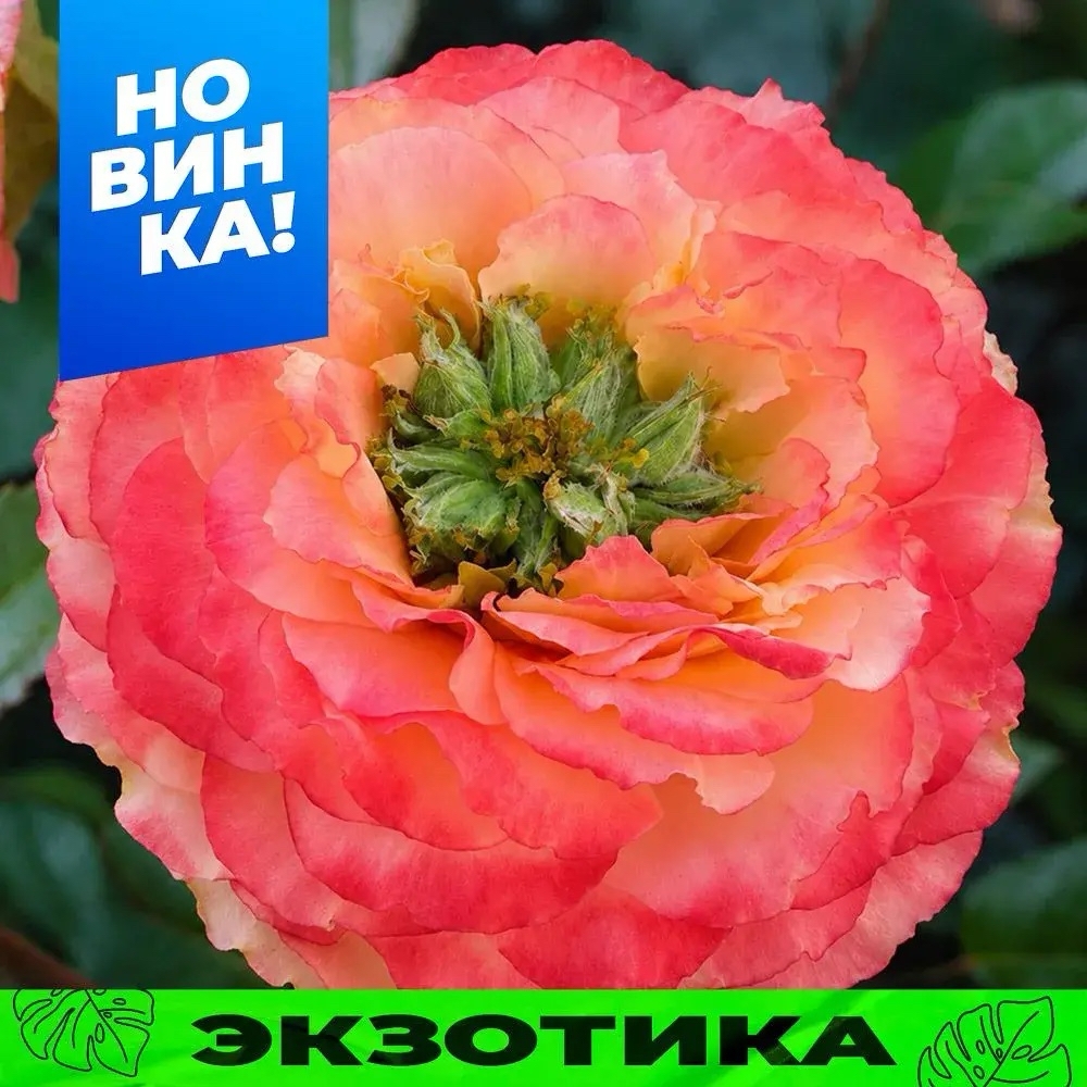 Роза Метеор