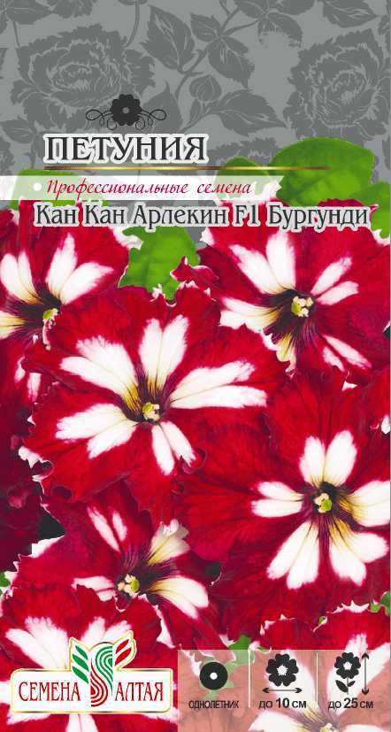Кан кан Арлекин бургунди 2