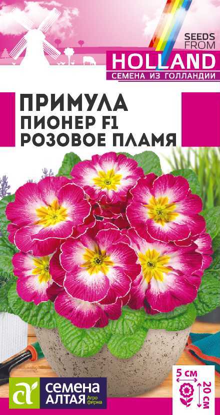Примула пионер розовое пламы