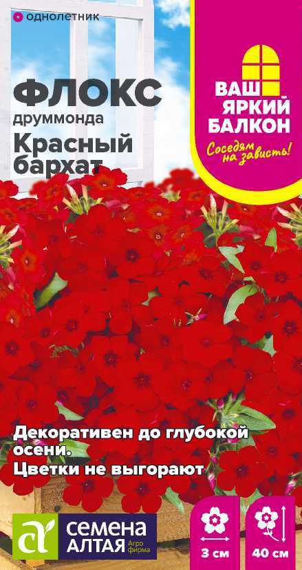 Флокс Красный бархат
