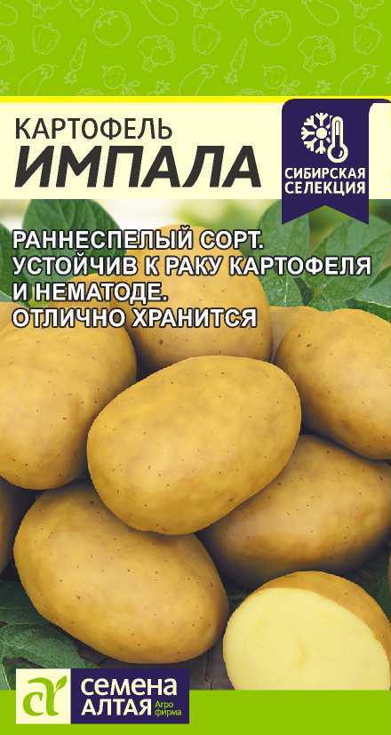 Картофель импала