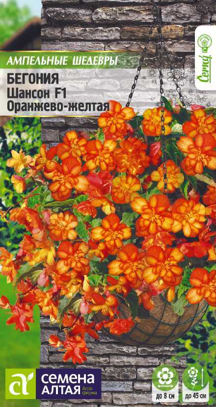 Бегония шансон оранжево-желтая цп