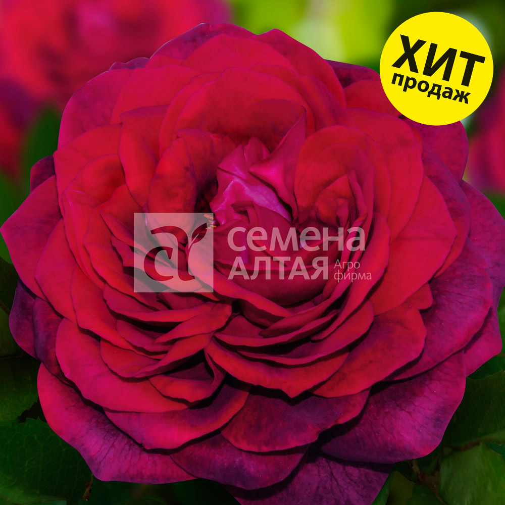 Ампир