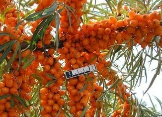 Облепиха Елизовета
