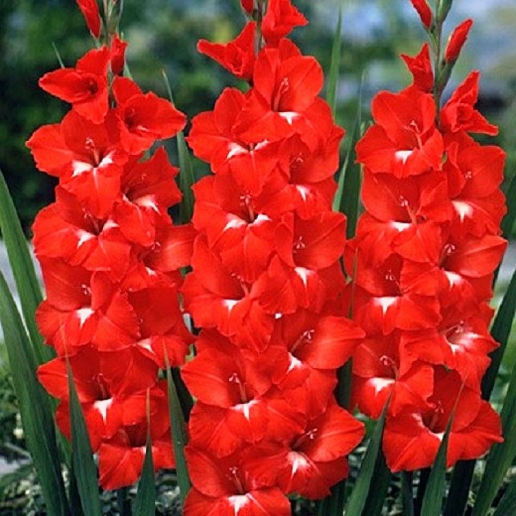 gladiolus-traderhon