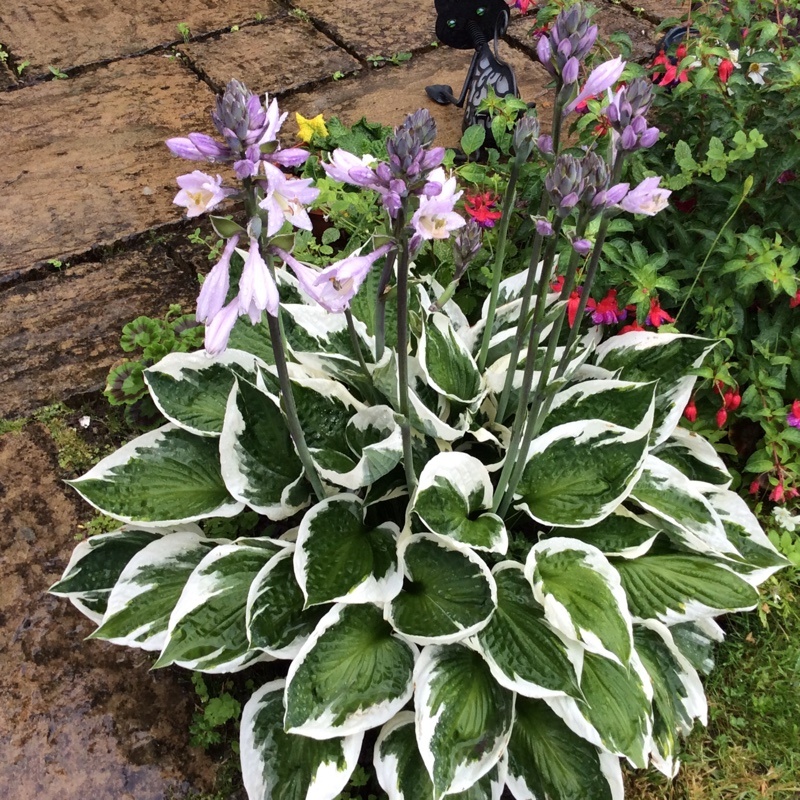 hosta_forchuna_patriot