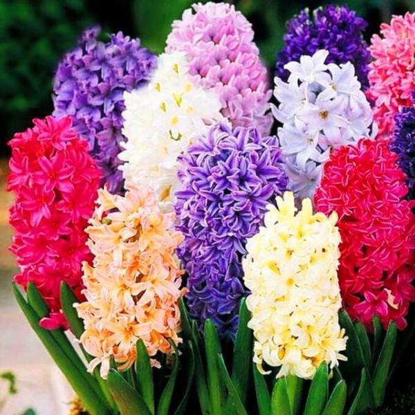 spring-mix