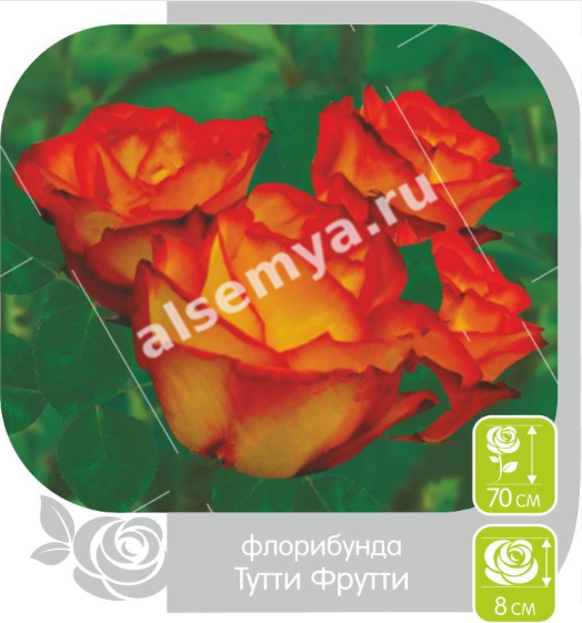 Тутти фрутти