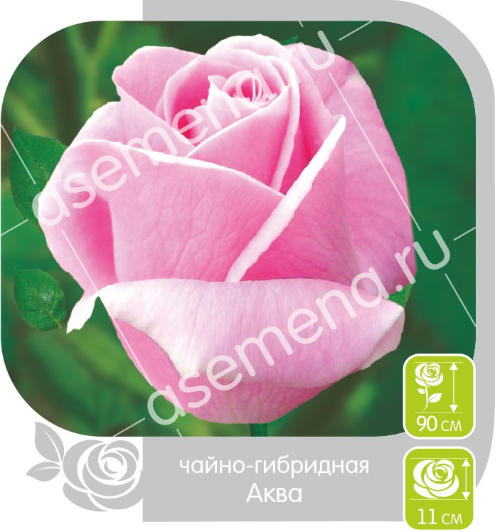 Аква