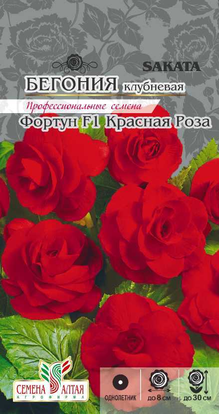 Бегония Фортун красная