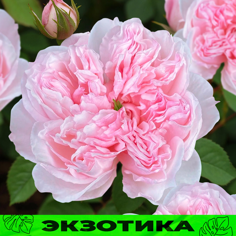 Сесиль-де-Воланж