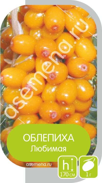 Облипиха любимая