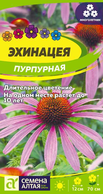 Эхинацея