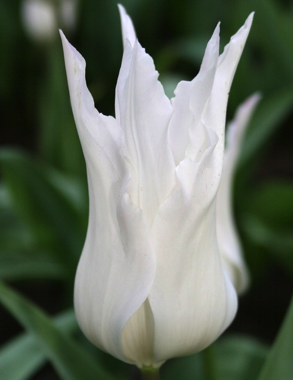tulpan-white-triufator2