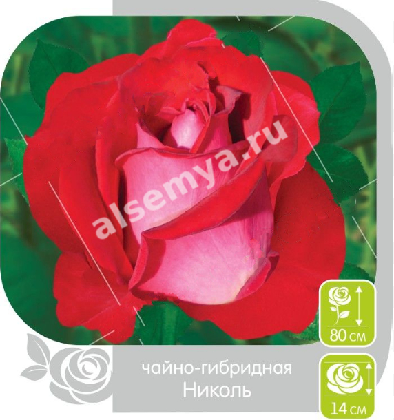 Николь