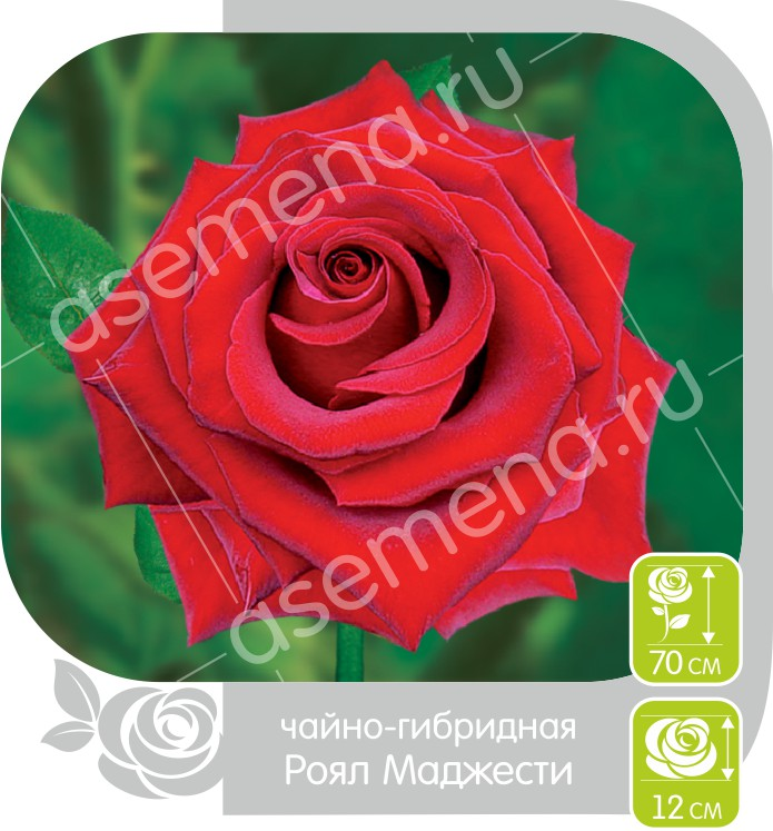 Роял маджести