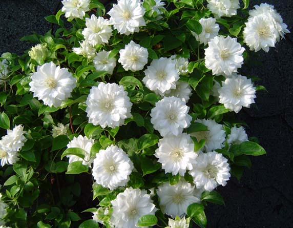 klematis_edinburg