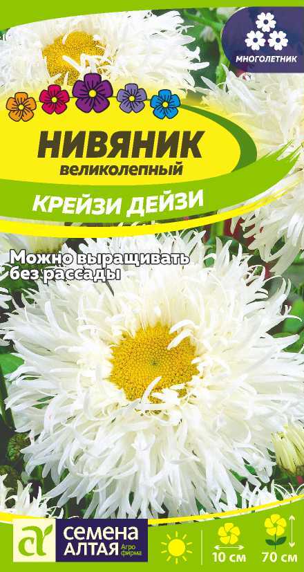 Нивяник крейзи дейзи