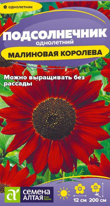 Подсолнечник Малиновая королева
