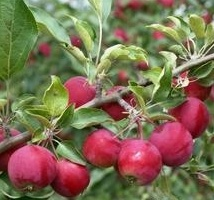 Яблоня Алтайское Багряное