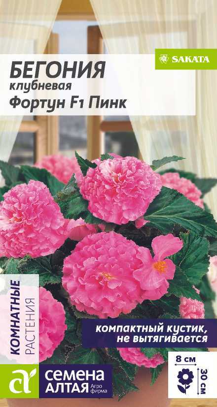 begoniya-fortun-pink