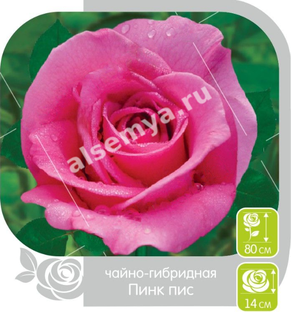 Пинк пис