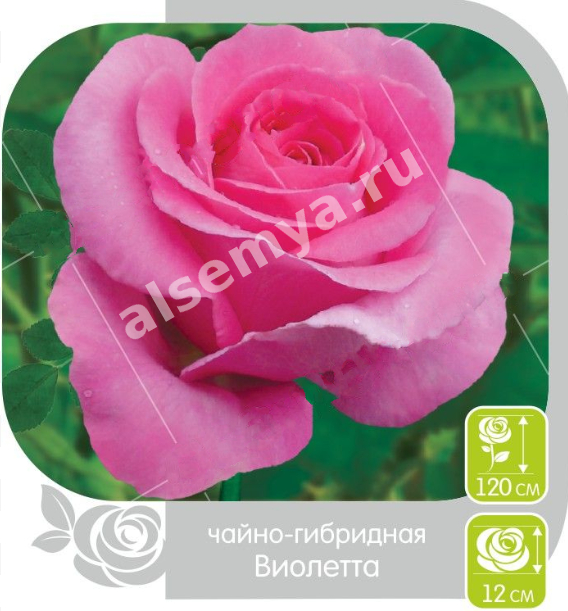 Виолетта