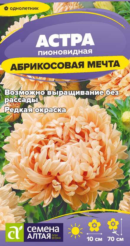 Астра абрикосовая мечта