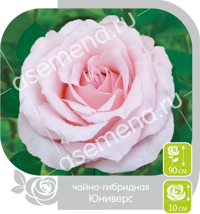 Юниверс