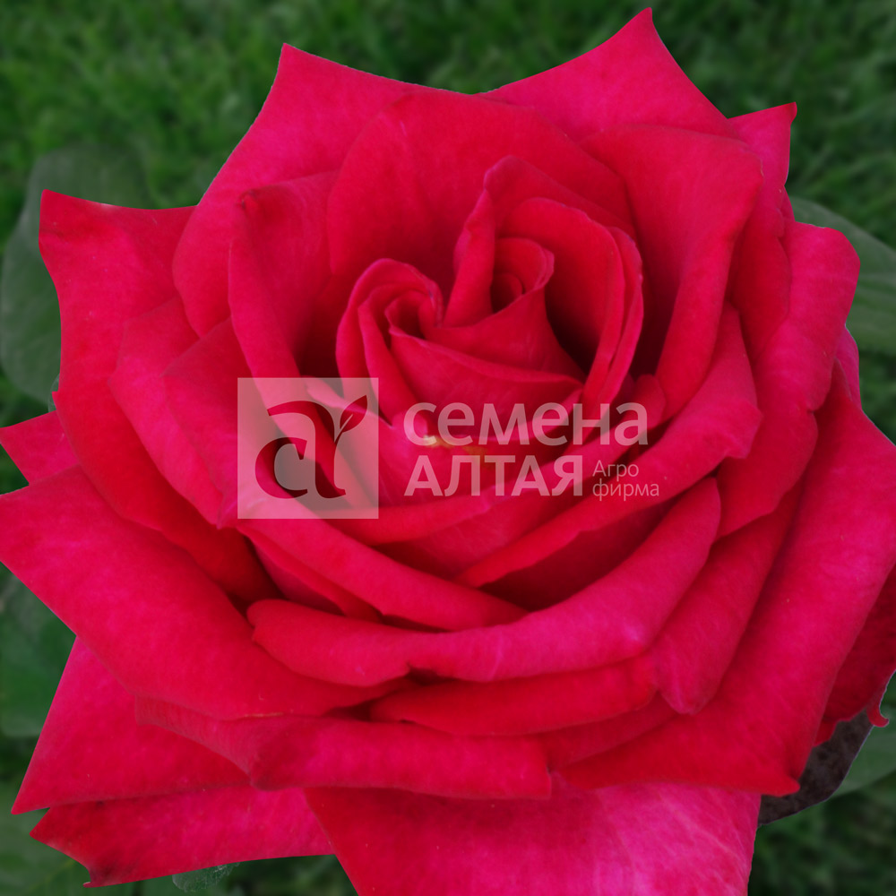 Роза Эксплорер