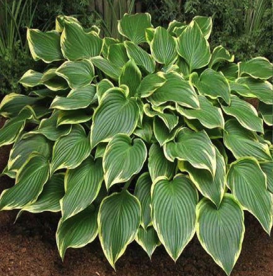 hosta-primodonna
