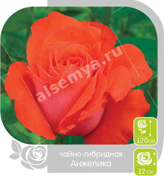 Анжелика