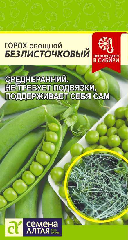 Goroh_bezlistochkovyi