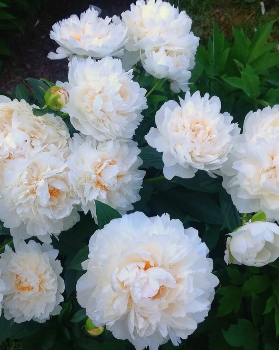pion-snou-suprim