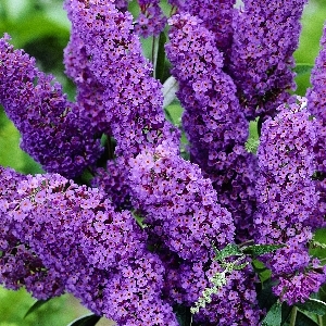 Buddleja davidii Nanho Blue 1
