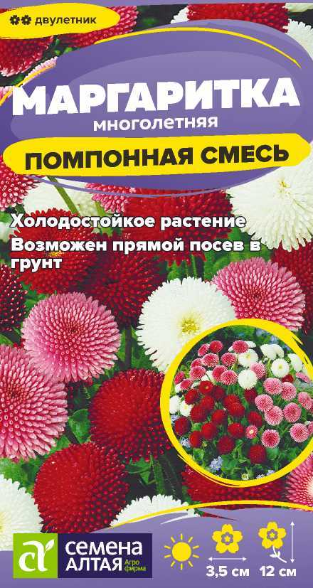 Маргаритка помпонная
