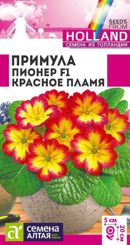 Примула пионер красное пламя